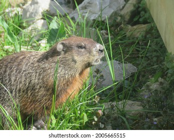 Groundhog In Garden Eating Dandelions                         