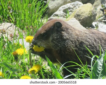 Groundhog In Garden Eating Dandelions                         