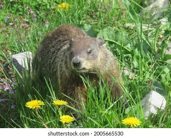 Groundhog In Garden Eating Dandelions                         