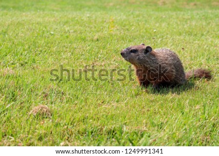 Groundhog in the grass