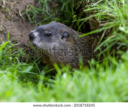 Groundhog head close-up profile view at the entrance of its burrow with blur grass foreground  in its environment and surrounding habitat. Image. Picture. Portrait.