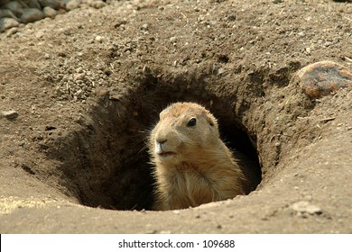 Groundhog In The Hole