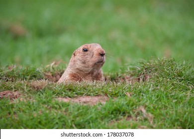 A Groundhog In A Hole Looking Curiously 