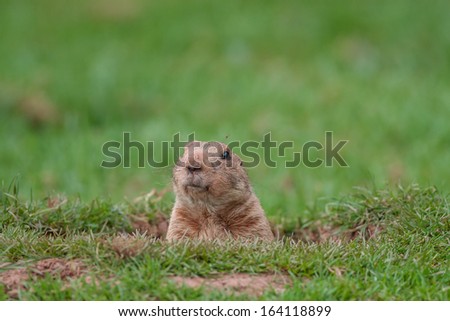 A Groundhog in a Hole Looking Curiously 