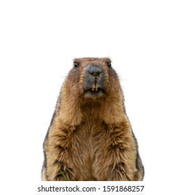 Groundhog Isolated On White Background