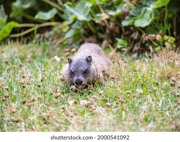 A A Groundhog Look To See What Is Happening At Edwards Garden