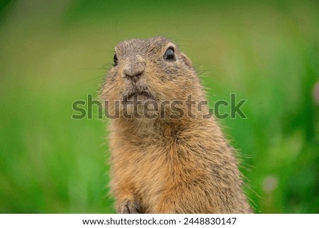 Groundhog looking at something far