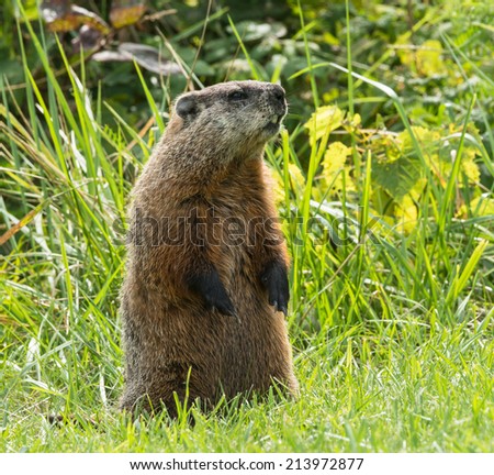 Groundhog (Marmota monax) 