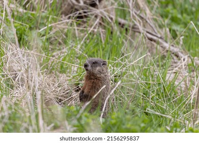 The Groundhog (Marmota Monax), Also Known As A Woodchuck On A Meadow Standing By The Burrow