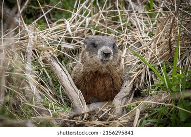 The Groundhog (Marmota Monax), Also Known As A Woodchuck On A Meadow Standing By The Burrow