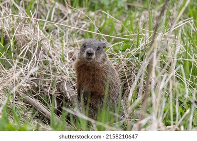 The Groundhog (Marmota Monax), Also Known As A Woodchuck On A Meadow Standing By The Burrow