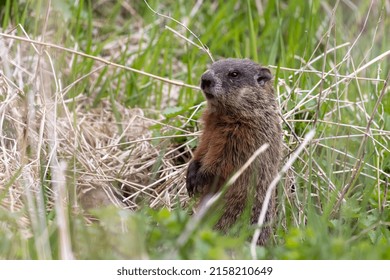 The Groundhog (Marmota Monax), Also Known As A Woodchuck On A Meadow Standing By The Burrow