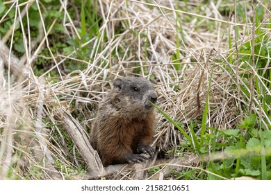 The Groundhog (Marmota Monax), Also Known As A Woodchuck On A Meadow Standing By The Burrow