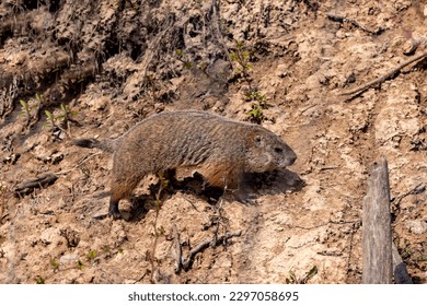The groundhog (Marmota monax), also known as a woodchuck 
