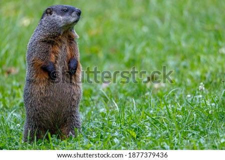 Groundhog (Marmota monax), also known as a woodchuck, standing and looking for danger during summer. Selective focus, background blur and foreground blur. Copy Space

