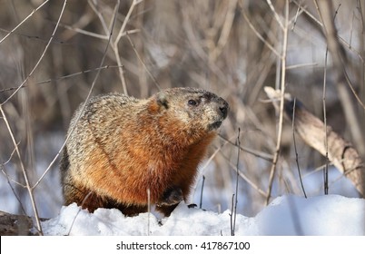 Groundhog In Nature During Winter