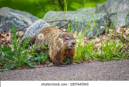 Groundhog Out And About