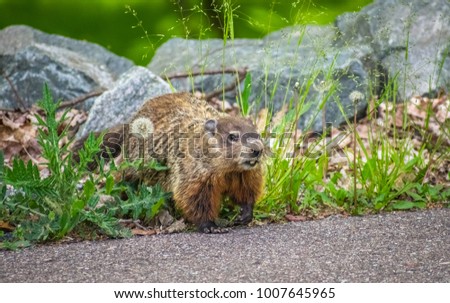 Groundhog Out And About