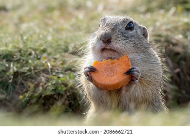 Groundhog Peeks Out Of The Burrow In The Meadow And Eats Carrots.