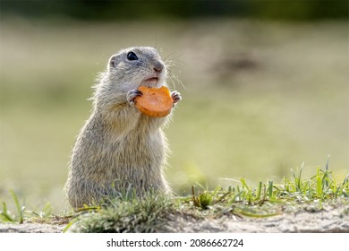 Groundhog Peeks Out Of The Burrow In The Meadow And Eats Carrots.