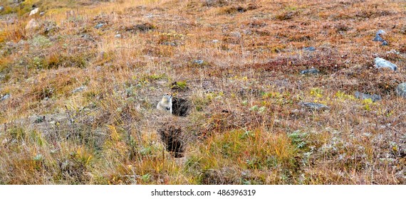 Groundhog Peeps Out Of Mink / Photo Groundhog.