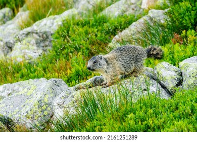 Groundhog Portrait Background. Lovely Young Alpine Marmot (marmota Marmota) On Rocks In Natural Environment In Tatra Mountains, Carpathians. Protected Animals In Mountain. Wildlife Animal Photography.