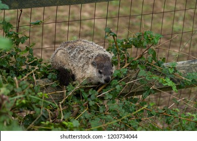 Groundhog Sitting In A Garden. Warm Sunny Day. 