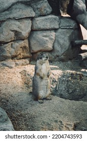 A Groundhog Standing On Hind Legs