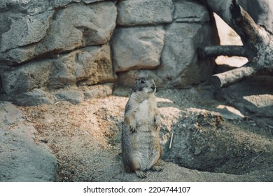 A Groundhog Standing On Hind Legs