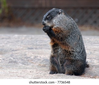 Groundhog Standing On Hind Legs On Barren Ground Feeding Himself.