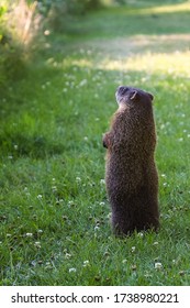 Groundhog Standing In An Open Field On It's Hind Legs. The Photo Was Taken On A Summer Day. There Are Wild Flowers In The Field.