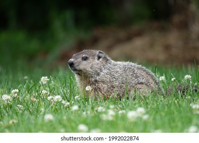 A Groundhog Standing In A Patch Of Clover In The Lawn.