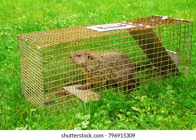 A Groundhog In A Trap. Fitting Punishment For Eating My Garden.