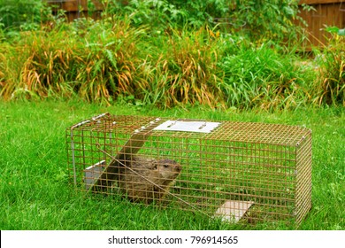 A Groundhog In A Trap Near The Garden He Was Devouring.