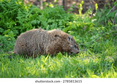 A groundhog is walking through the grass