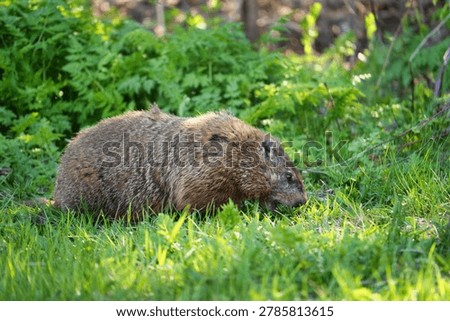 A groundhog is walking through the grass