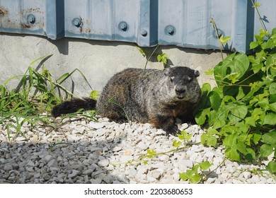 A groundhog, or woodchuck, hides against a building in Missouri.
