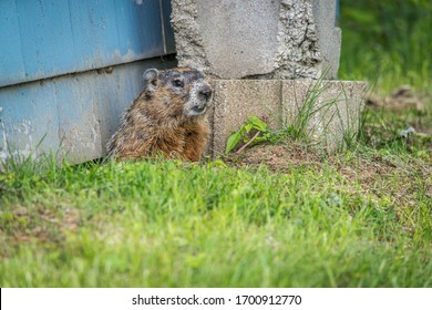 Groundhog Woodchuck Lawn Pest Up Close