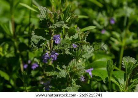 Ground-ivy also known as Glechoma hederacea showcases vibrant green leaves and delicate purple flowers flourishing amidst lush grass in a spring garden.