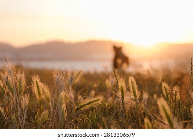 Ground-level image with grass in the foreground and blurred silhouettes of people walking with the sunset in the background.
