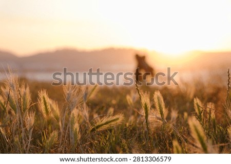 Ground-level image with grass in the foreground and blurred silhouettes of people walking with the sunset in the background.