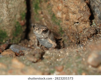 Ground-level macro of a small wild frog (Anura, Class Amphibia) concealed within a stony crevice.