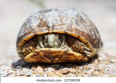 67 Western Box Turtle Images, Stock Photos & Vectors 