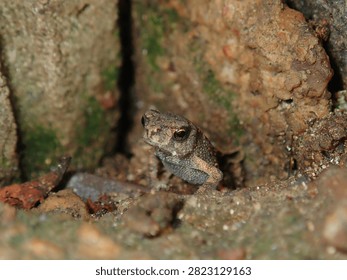 Ground-level macro of a wild toad (Bufonidae, Class Amphibia) blending seamlessly with tree roots and soil.