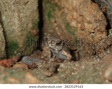 Ground-level macro of a wild toad (Bufonidae, Class Amphibia) blending seamlessly with tree roots and soil.