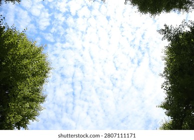 A ground-level upward perspective captures a bright blue sky on a sunny day filled with scattered cirrocumulus clouds forming small, rounded cloud clusters across the frame. The clouds create a textured, almost pointillist visual pattern against the vivid sky. Deep green treetops surround the image from all corners, framing the sky naturally and adding strong contrast between organic foliage and the open atmosphere above. The dense leaf clusters and fine cloud formations together create a painterly, impressionistic effect reminiscent of pointillism, where natural elements appear as carefully placed dots of color and light. The composition emphasizes abstraction within a real-world natural setting, highlighting texture, color contrast, and upward spatial depth.