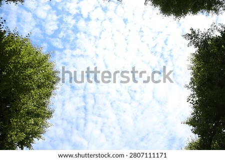 A ground-level upward perspective captures a bright blue sky on a sunny day filled with scattered cirrocumulus clouds forming small, rounded cloud clusters across the frame. The clouds create a textured, almost pointillist visual pattern against the vivid sky. Deep green treetops surround the image from all corners, framing the sky naturally and adding strong contrast between organic foliage and the open atmosphere above. The dense leaf clusters and fine cloud formations together create a painterly, impressionistic effect reminiscent of pointillism, where natural elements appear as carefully placed dots of color and light. The composition emphasizes abstraction within a real-world natural setting, highlighting texture, color contrast, and upward spatial depth.