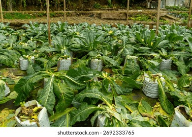 ​A ground-level view of a cabbage or leafy green vegetable farm, showing rows of large plants grown in white plastic sacks or bags. Some plants appear to be damaged or wilting.