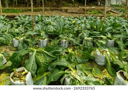 ​A ground-level view of a cabbage or leafy green vegetable farm, showing rows of large plants grown in white plastic sacks or bags. Some plants appear to be damaged or wilting.