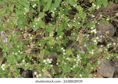 Groundlevel view of greenery featuring small white flowers amidst green foliage and rocks